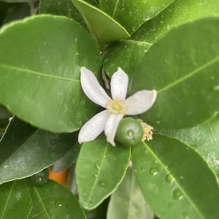La Maison Du Cocher - Independante Climatisee En Hypercentre - Lit Queen Size