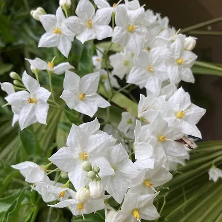 Apart-hotel La Maison Du Cocher - Independante Climatisee En Hypercentre - Lit Queen Size