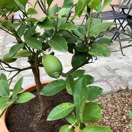 La Maison Du Cocher - Independante Climatisee En Hypercentre - Lit Queen Size Apart-hotel