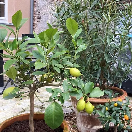 La Maison Du Cocher - Independante Climatisee En Hypercentre - Lit Queen Size אנז'ה