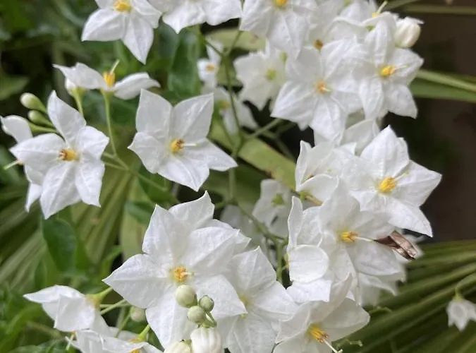 Apart-hotel La Maison Du Cocher - Independante Climatisee En Hypercentre - Lit Queen Size