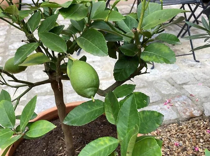 La Maison Du Cocher - Independante Climatisee En Hypercentre - Lit Queen Size Apart-hotel