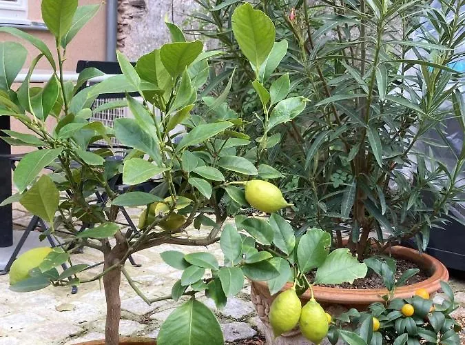 La Maison Du Cocher - Independante Climatisee En Hypercentre - Lit Queen Size أنجير